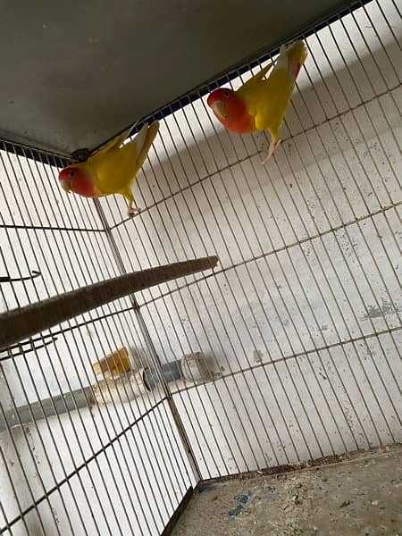 parrots 2