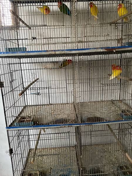 parrots 4