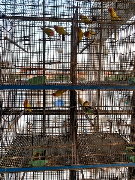 parrots 5