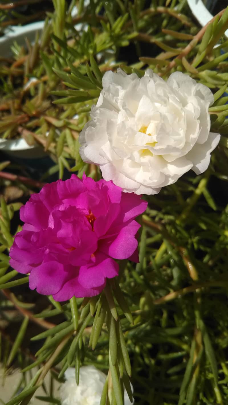 portulaca plants 1