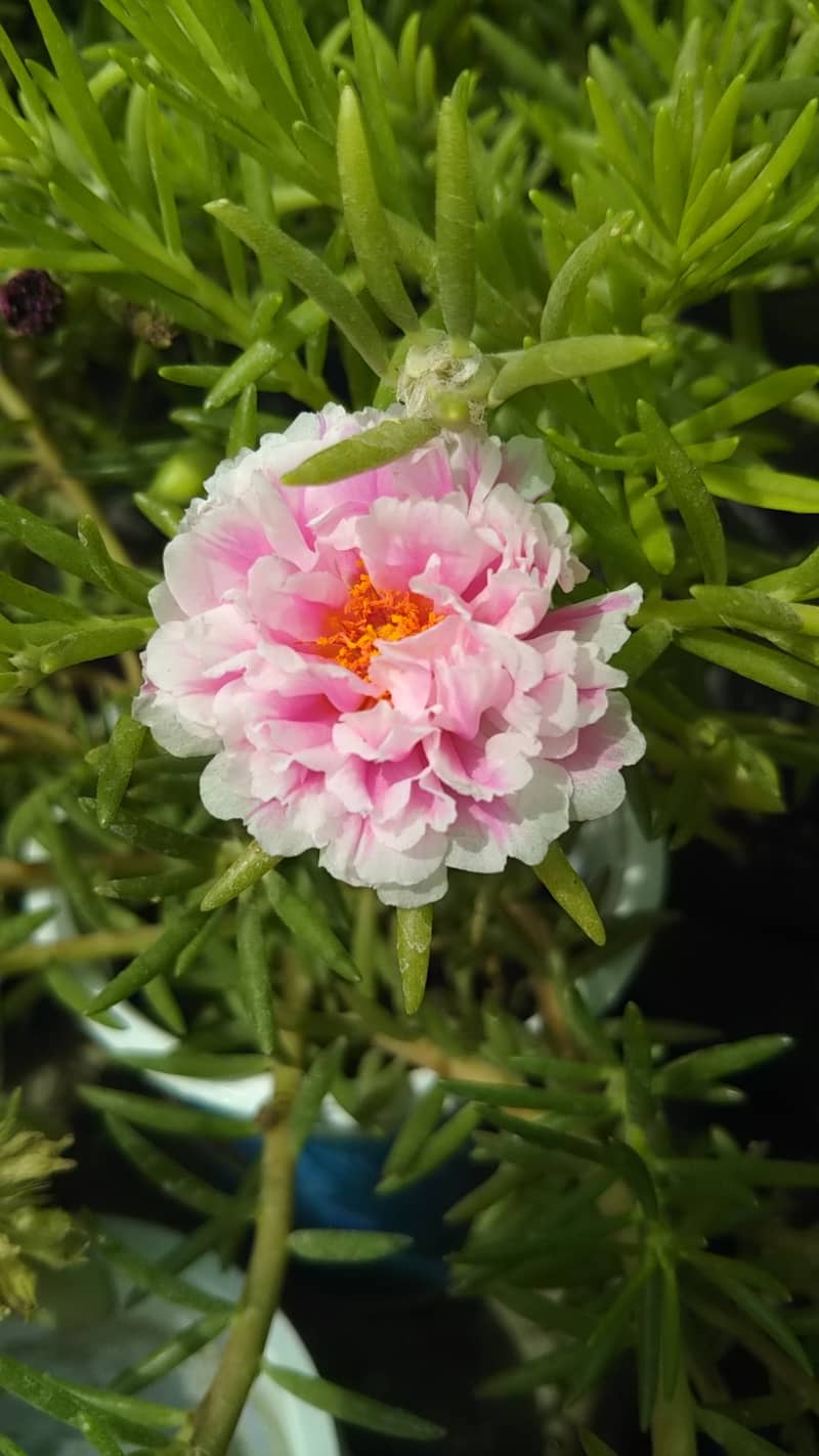 portulaca plants 3