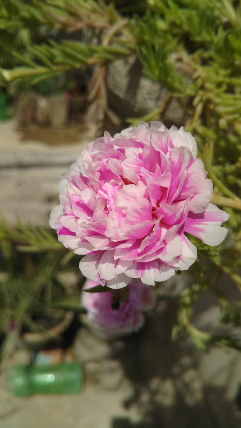 portulaca plants 4