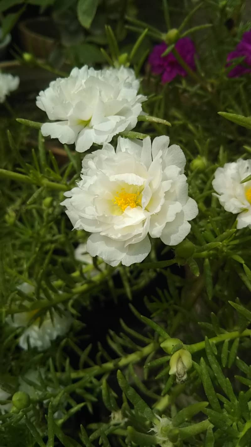 portulaca plants 5