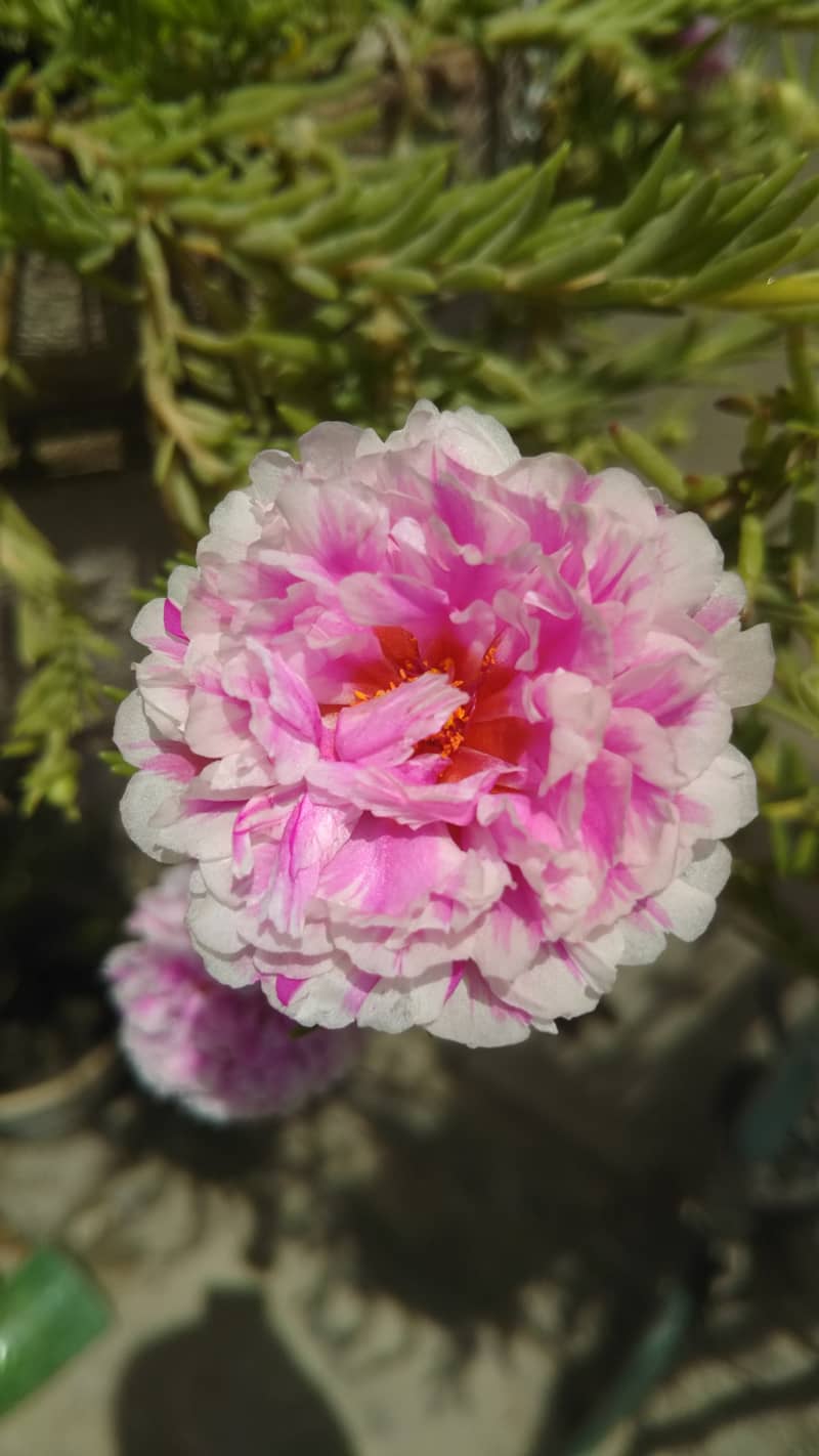 portulaca plants 7