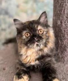 persian cat gray blacky very beautiful clr washroom trainer