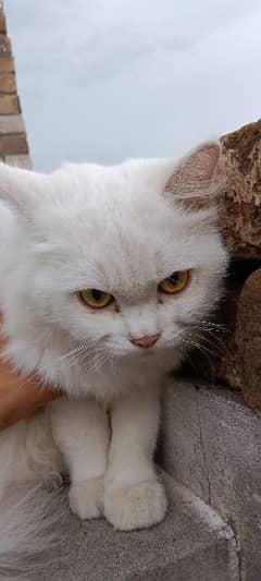 Persian cat for sale.