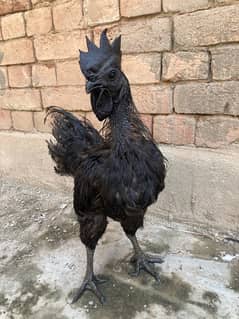 Pure Black Tongue Fresh Male Breeders | Only 2 Quality Birds Left 0