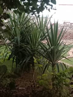 Fancy Long leaf Plant for sale 0