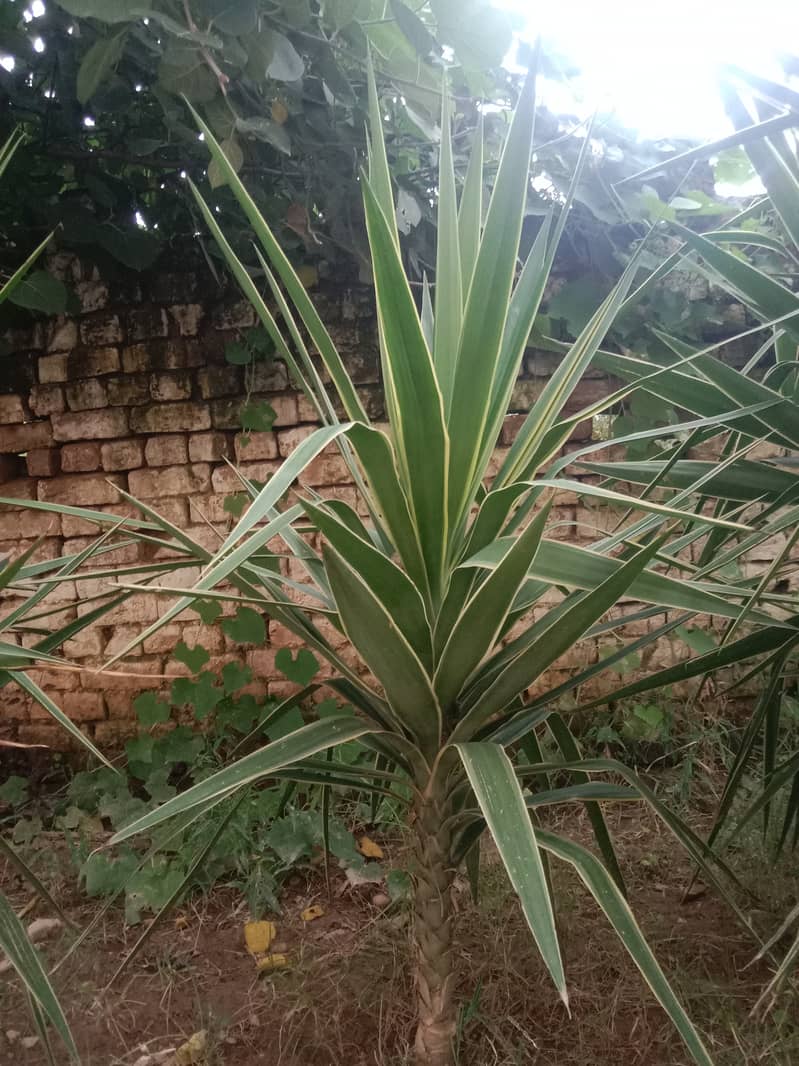 Fancy Long leaf Plant for sale 2