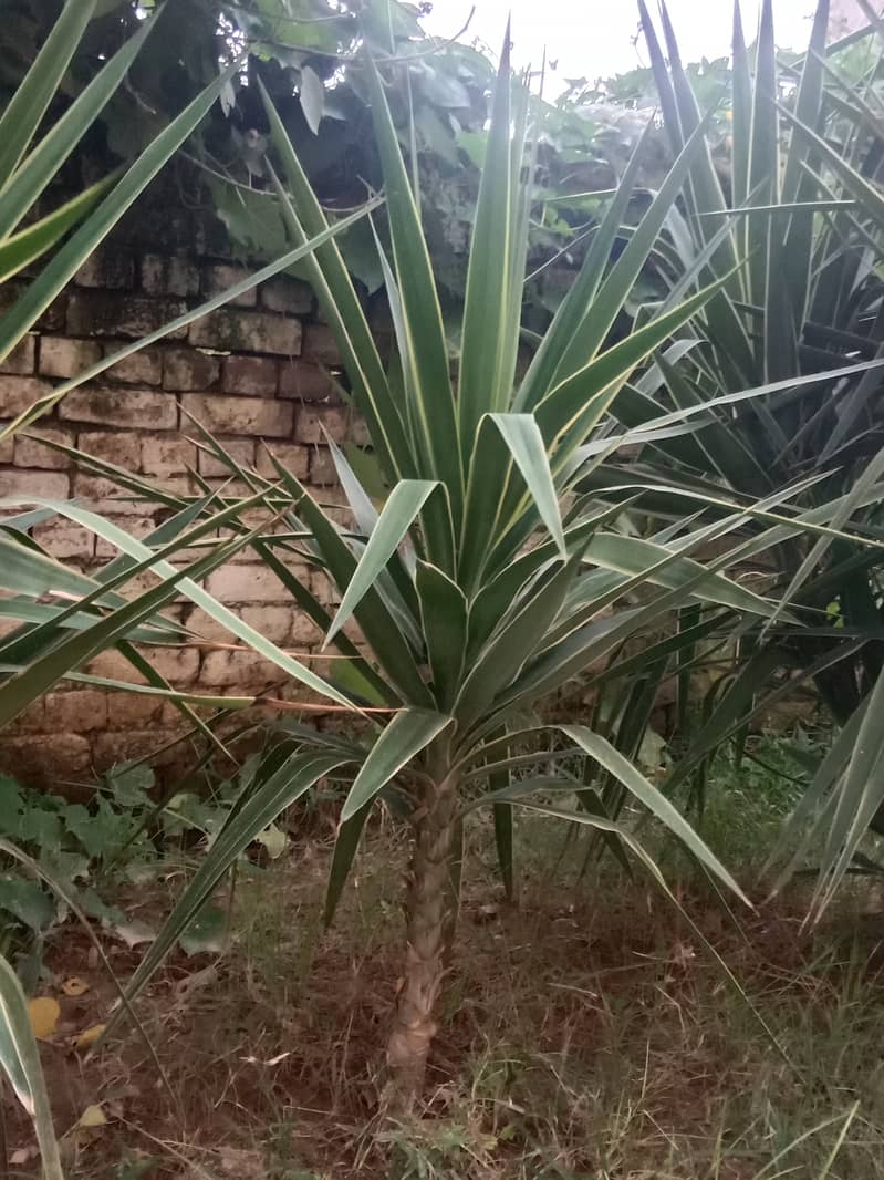 Fancy Long leaf Plant for sale 3