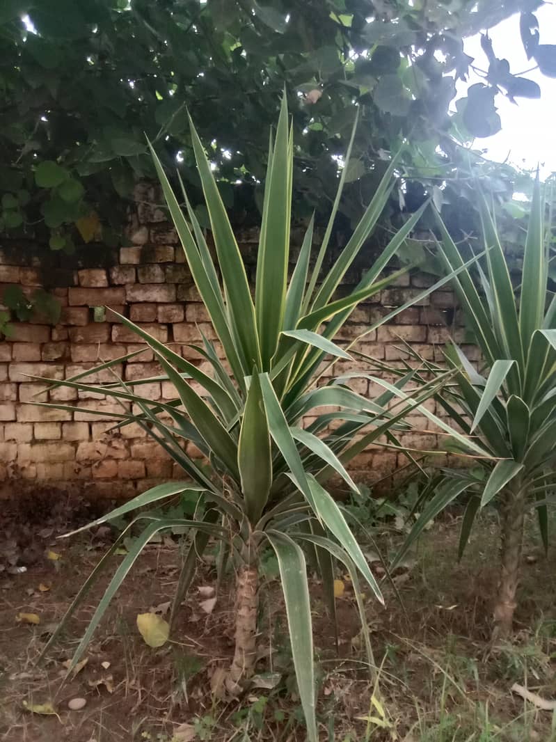 Fancy Long leaf Plant for sale 4