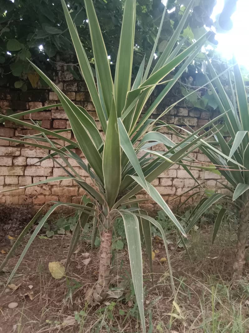 Fancy Long leaf Plant for sale 5