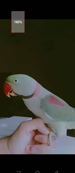 raw parrot for sale 0