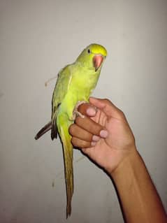 green ringneck parrot  urgent sale