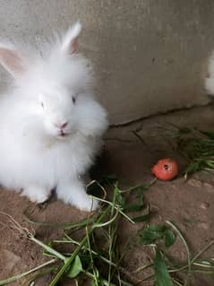 English Engora Rabbits available