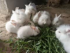 English Engora Rabbits available