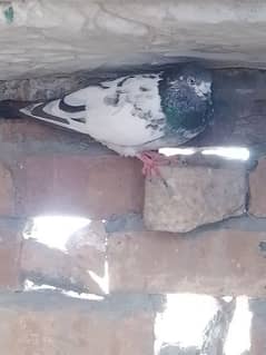 pigeon forsale