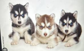 husky puppies Siberian male and female for sale.