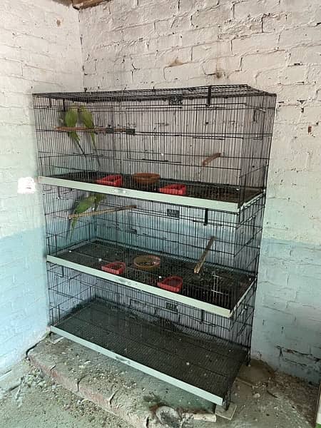 love birds / cage 9