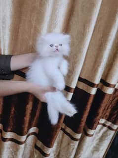 Persian kitten 0