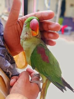 raw parrot hand tame