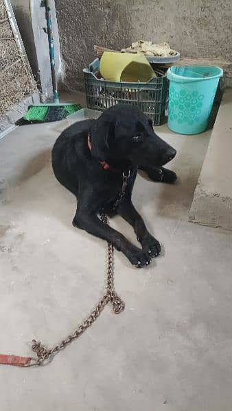 american. labrador. family dog fully active and playful 2