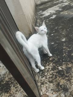 White Cat For Sale