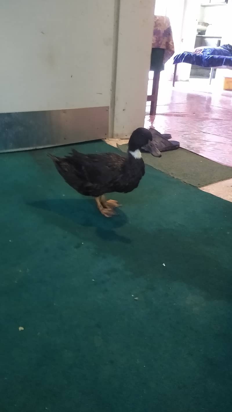 6 month female duck 3