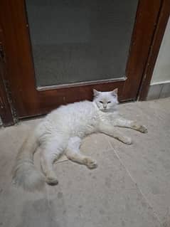 High quality Persian Cat 0