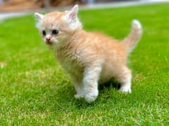 cat for sale | persian kitten | sami punch face cat | tripple coated