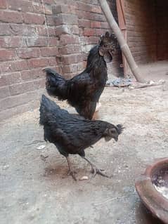 Ayam cemani