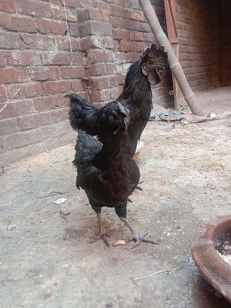 Ayam cemani 1