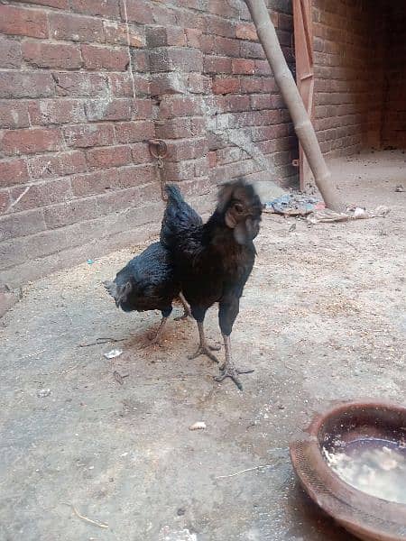 Ayam cemani 3