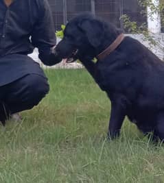 american Labrador Female Black 0