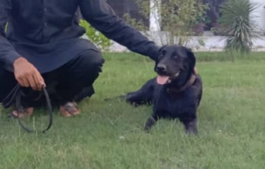 american Labrador Female Black 1