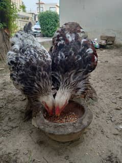 brahma and light Sussex hens