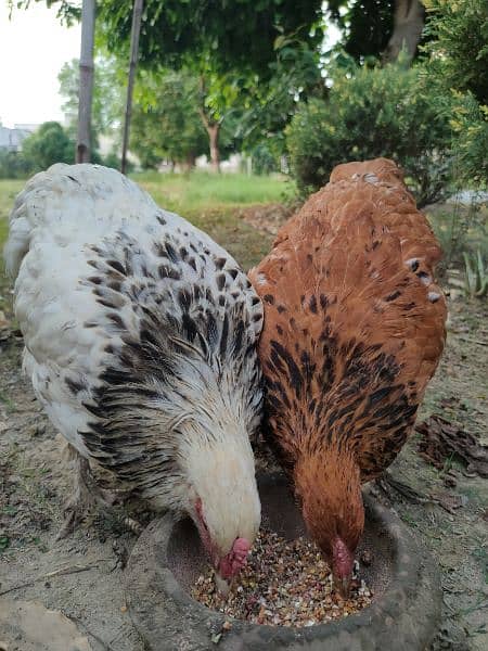 brahma and light Sussex hens 1