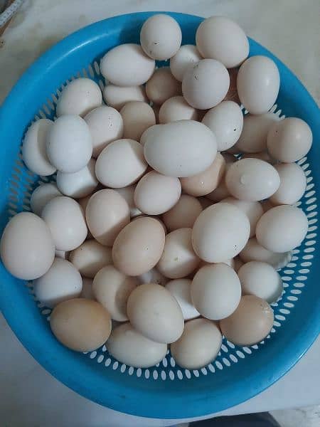 Desi organic eggs 2