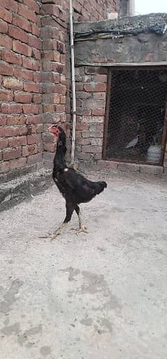 shamo hen