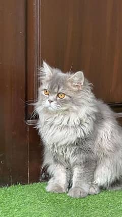 Persian Cat