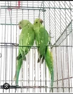 Parrots For Sale