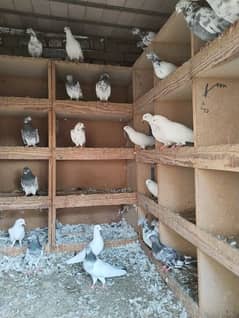 full age pigeon for sale (per pigeon 800)