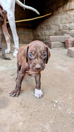 English pointer puppies for sale