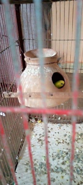 I. m selling cage 5