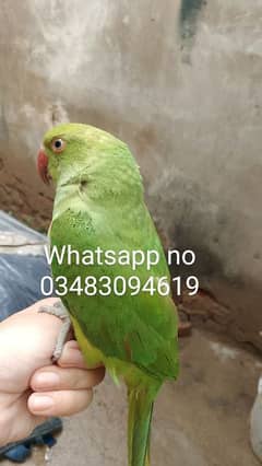 ring nack male perrot full hand tam