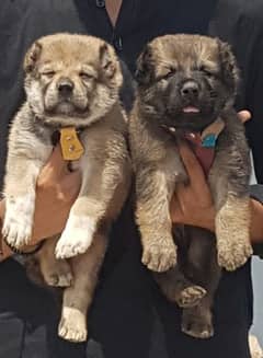 Kurdish Kangal security Dog For Sale 0