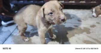 Pitbull dog puppies