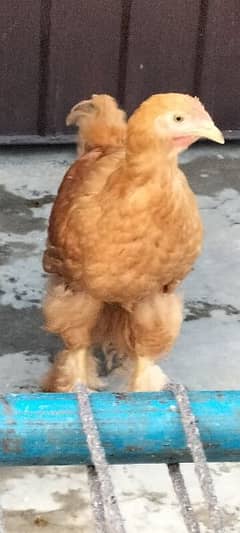 golden buff china hen