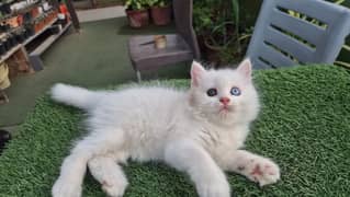 Persian Kitten Pure White Triple Coat & Doll Face Male Odd Eyes