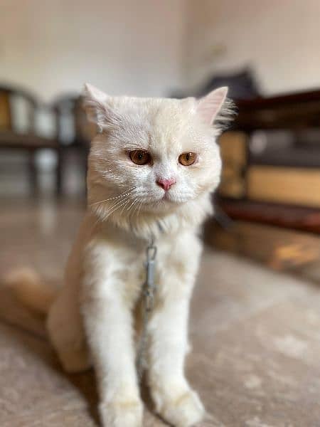 triple coat white Persian male cat 0